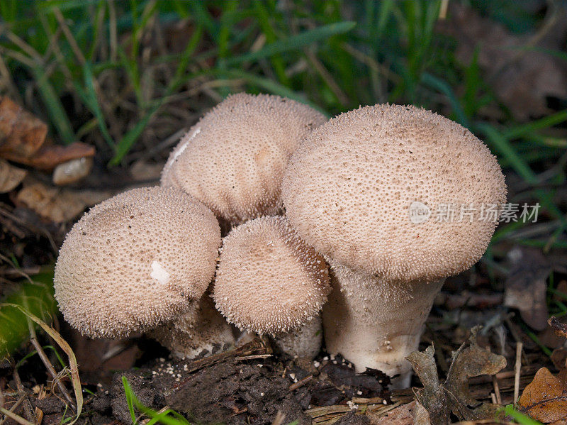 香蒜酱球――Calvatia exciliformis